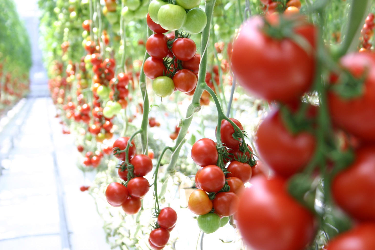 ネットショップ『TOMATO ONLINE』OPEN! – ワンダーファーム – 福島県